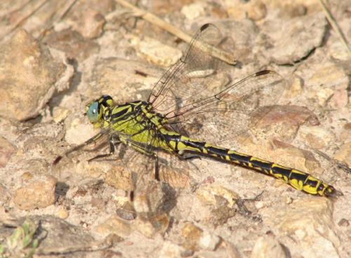 Gomphus graslinii