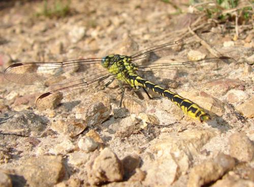 Gomphus graslinii
