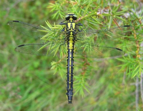 Réf. 41 325 : Gomphus vulgatissimus