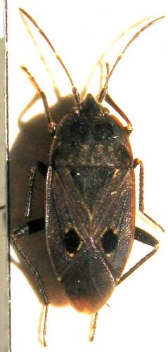 Graptopeltus validus