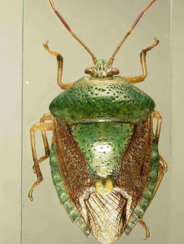 Ascra bifida