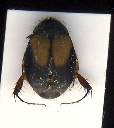 Microserica sp.