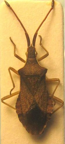 Réf. 41 425 : Haploprocta sulcicornis