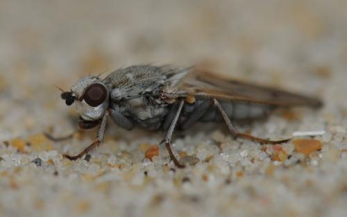 Helcomyza ustulata