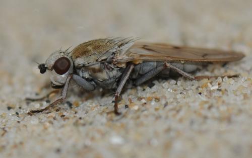 Réf. 41 302 : Helcomyza ustulata