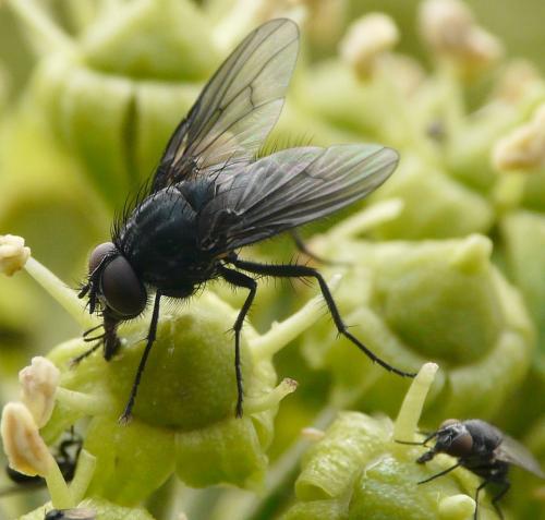 Helina latitarsis