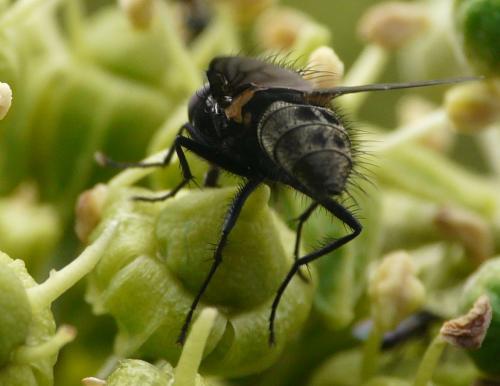 Helina latitarsis