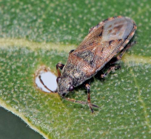 Heterogaster artemisiae