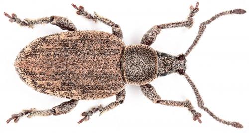 Simmeiropsis planidorsis