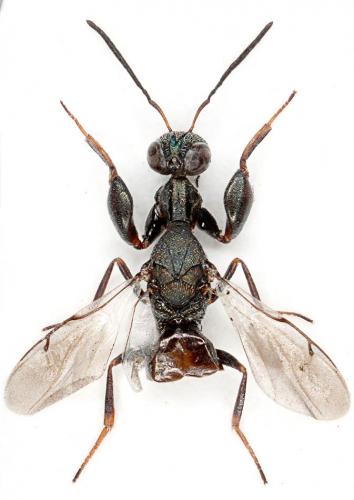 Réf. 41 708 : Oodera formosa