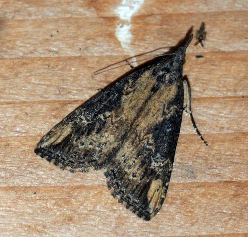Réf. 41 564 : Hypena obesalis