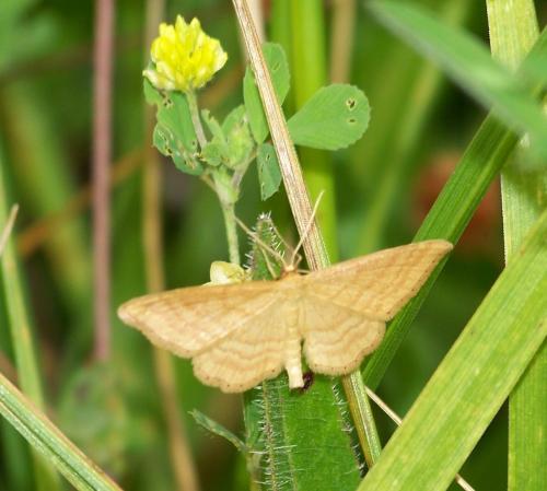 Réf. 41 704 : Idaea ochrata