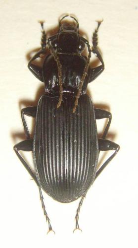 Pterostichus niger