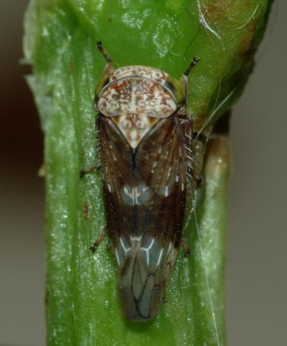 Acericerus sp.