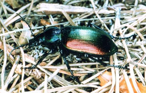 Calosoma sycophanta