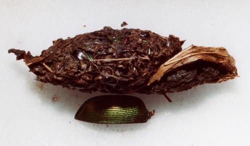 Calosoma sycophanta