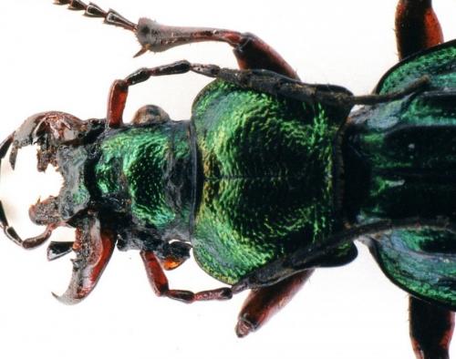 Carabus auronitens auronitens