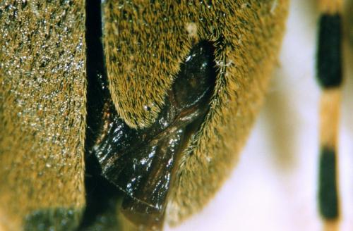 Réf. 41 729 : Agapanthia kirbyi