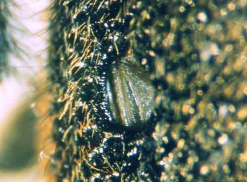 Réf. 41 728 : Agapanthia kirbyi