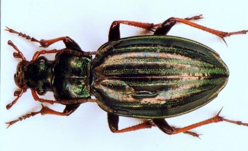 Carabus auratus