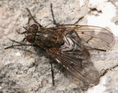 Réf. 41 652 : Helina evecta