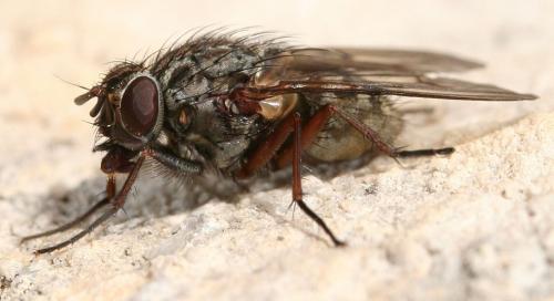 Phaonia tuguriorum