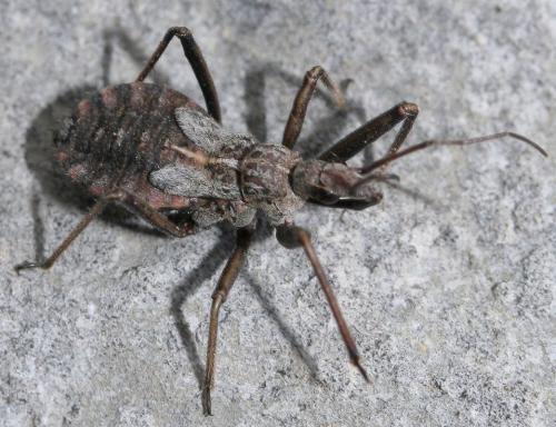 Réf. 41 797 : Rhynocoris erythropus