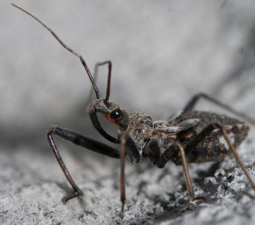 Rhynocoris erythropus