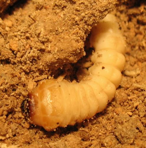 Réf. 41 154 : Arhopalus rusticus