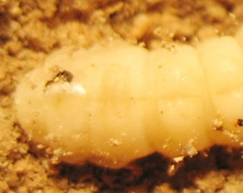 Arhopalus rusticus