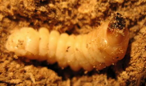 Réf. 41 156 : Arhopalus rusticus