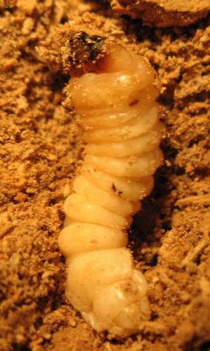 Réf. 41 155 : Arhopalus rusticus