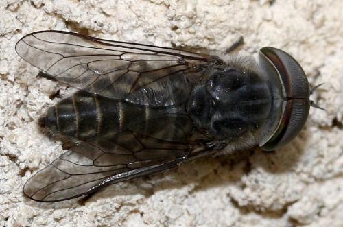 Tabanus maculicornis