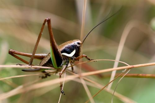 Réf. 41 695 : Tettigoniinae inconnu