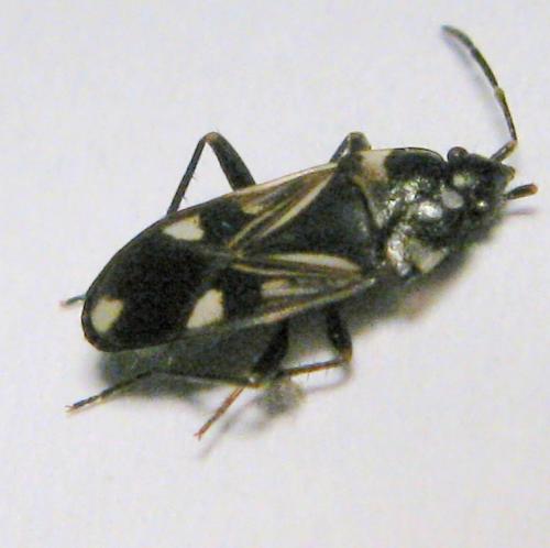 Raglius alboacuminatus