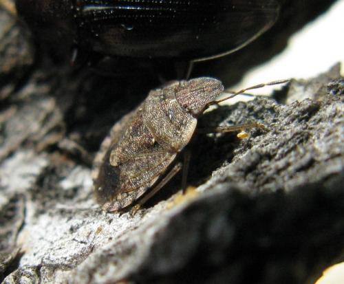 Réf. 41 345 : Sciocoris sideritidis