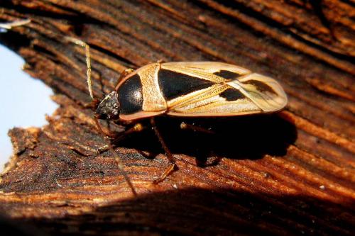Xanthochilus quadratus