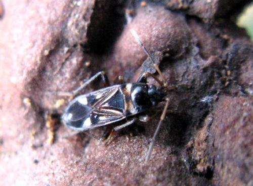 Raglius alboacuminatus