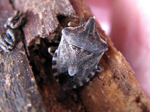 Réf. 41 341 : Codophila varia