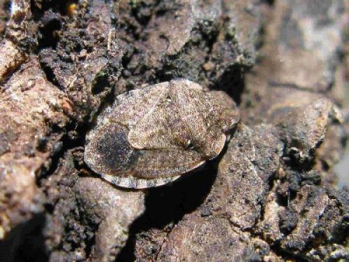 Réf. 41 342 : Sciocoris maculatus