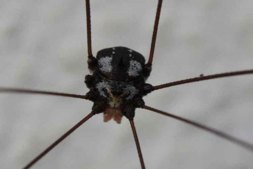 Gagrella ceylonensis