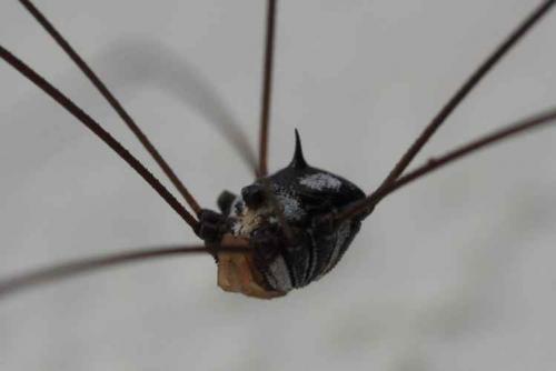 Gagrella ceylonensis