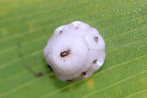 Ceroplastes sp.