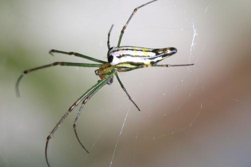 Leucauge undulata