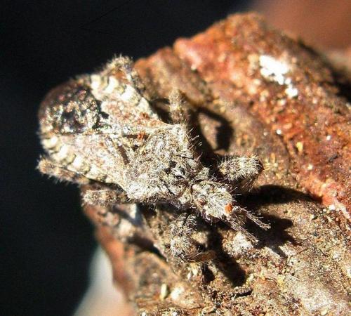 Coranus griseus