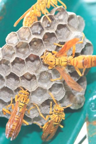 Réf. 41 310 : Polistes olivaceus