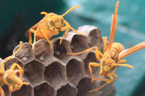 Réf. 41 309 : Polistes olivaceus