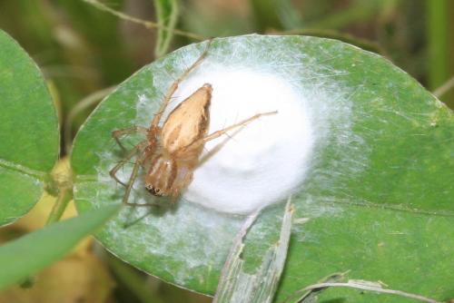Oxyopes dumonti