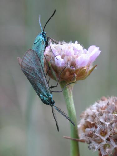 Adscita sp.
