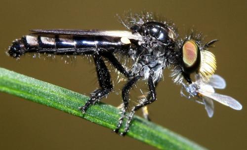 Holopogon sp.
